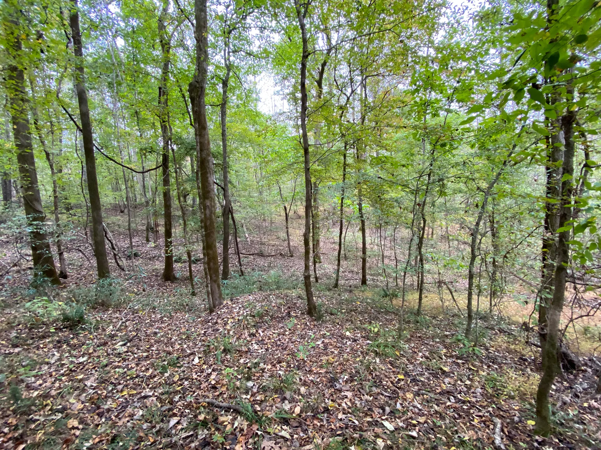 Grid image 2