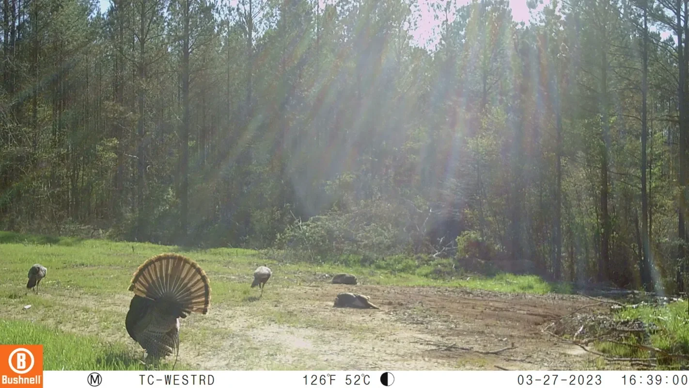 Grid image 2