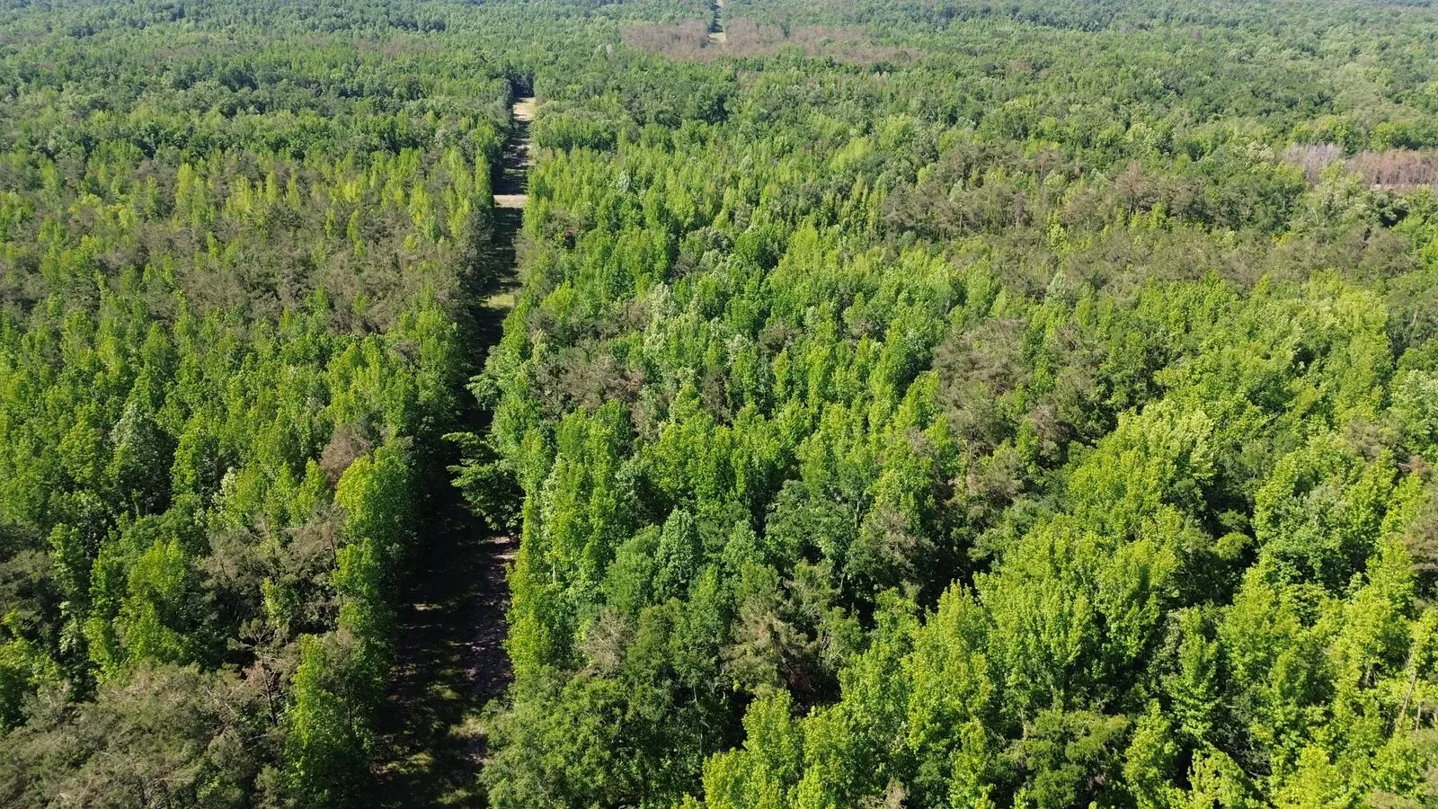 112 +/- Acres, Holmes County, photo 13 - DeLong & Barksdale Realty