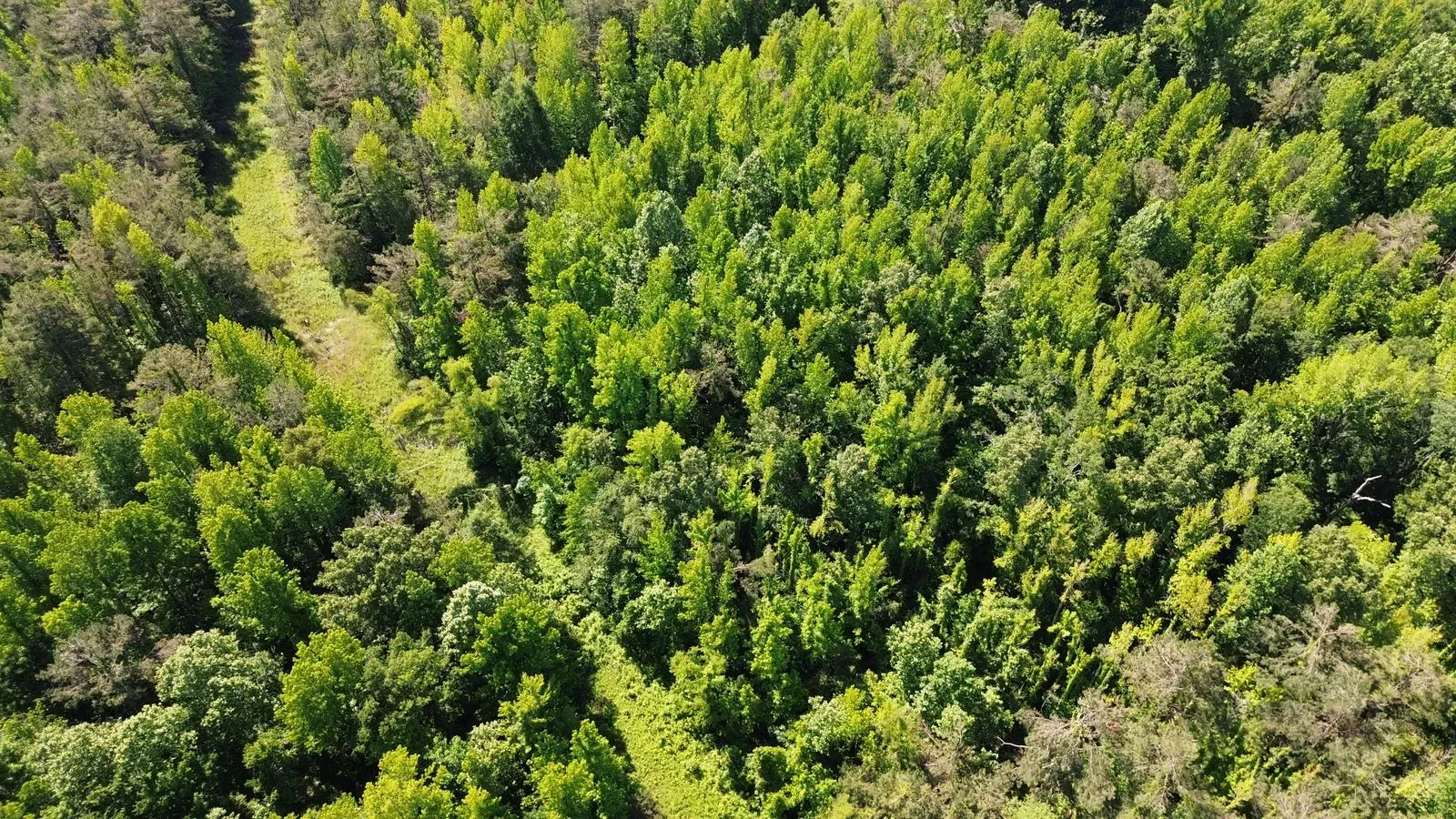 112 +/- Acres, Holmes County, photo 15 - DeLong & Barksdale Realty