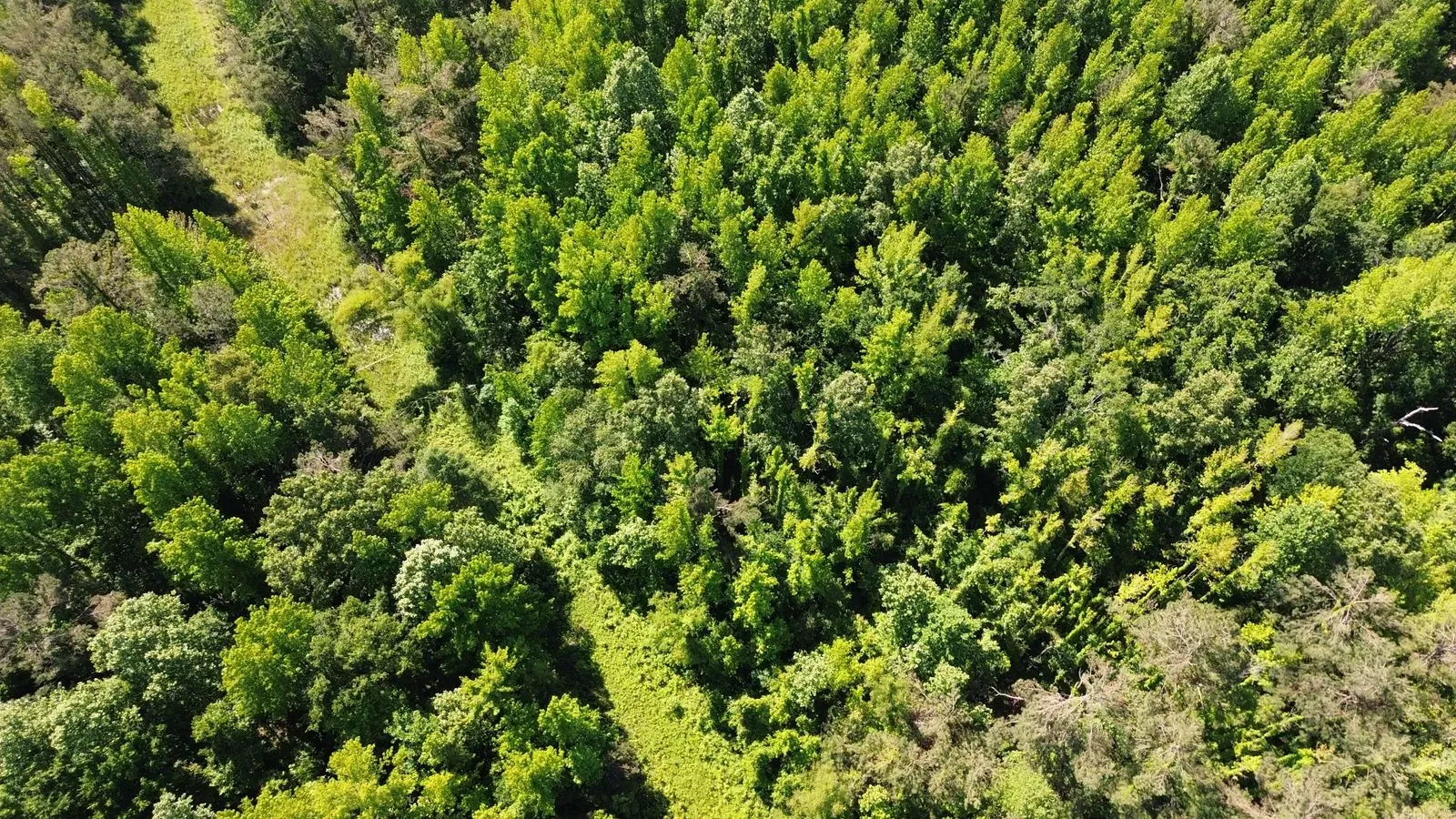 112 +/- Acres, Holmes County, photo 12 - DeLong & Barksdale Realty