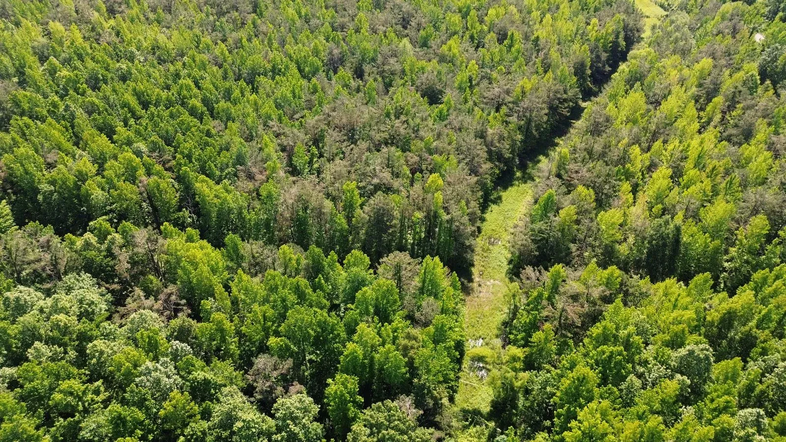 112 +/- Acres, Holmes County, photo 3 - DeLong & Barksdale Realty