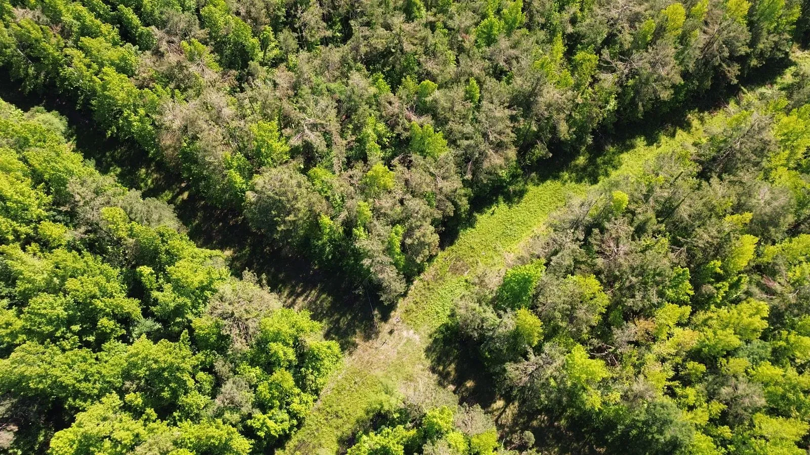 112 +/- Acres, Holmes County, photo 14 - DeLong & Barksdale Realty