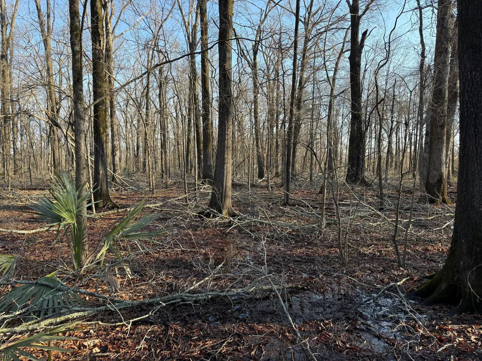 25 +/- Acres, Yazoo County, photo 2 - DeLong & Barksdale Realty