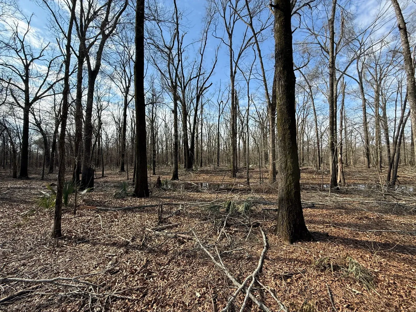 25 +/- Acres, Yazoo County, photo 3 - DeLong & Barksdale Realty