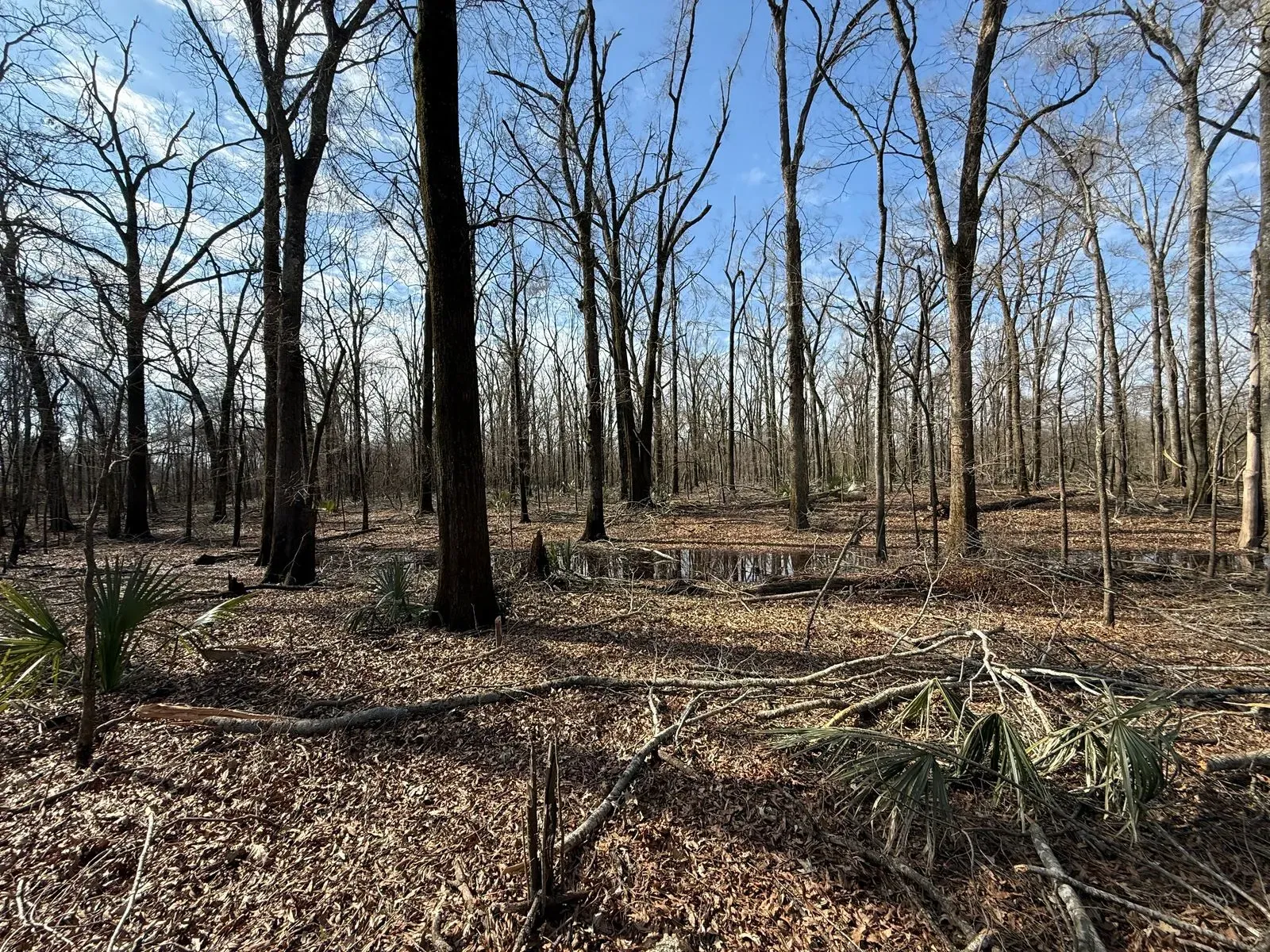 25 +/- Acres, Yazoo County, photo 5 - DeLong & Barksdale Realty