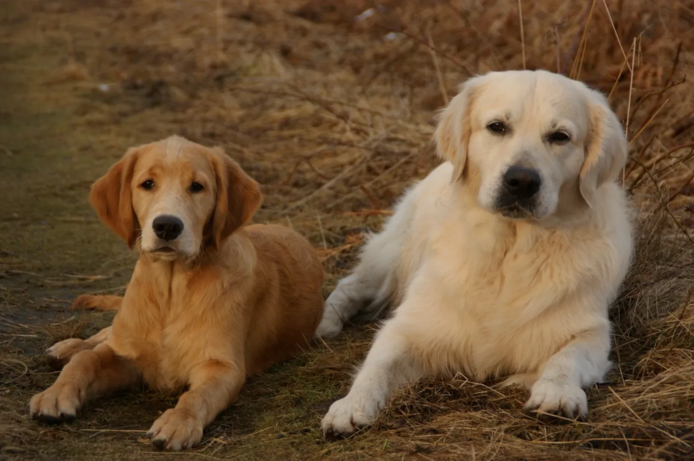 Kasia i Michał, a z nami nasze goldeny