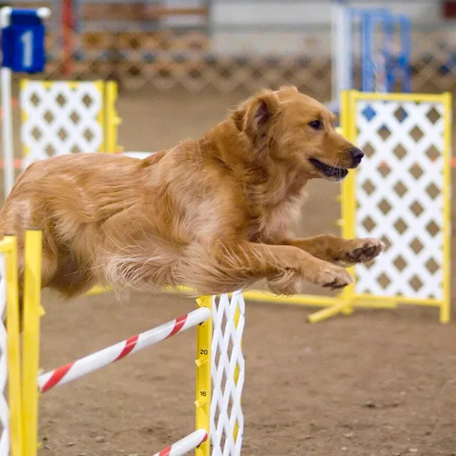 Hera na torze agility.