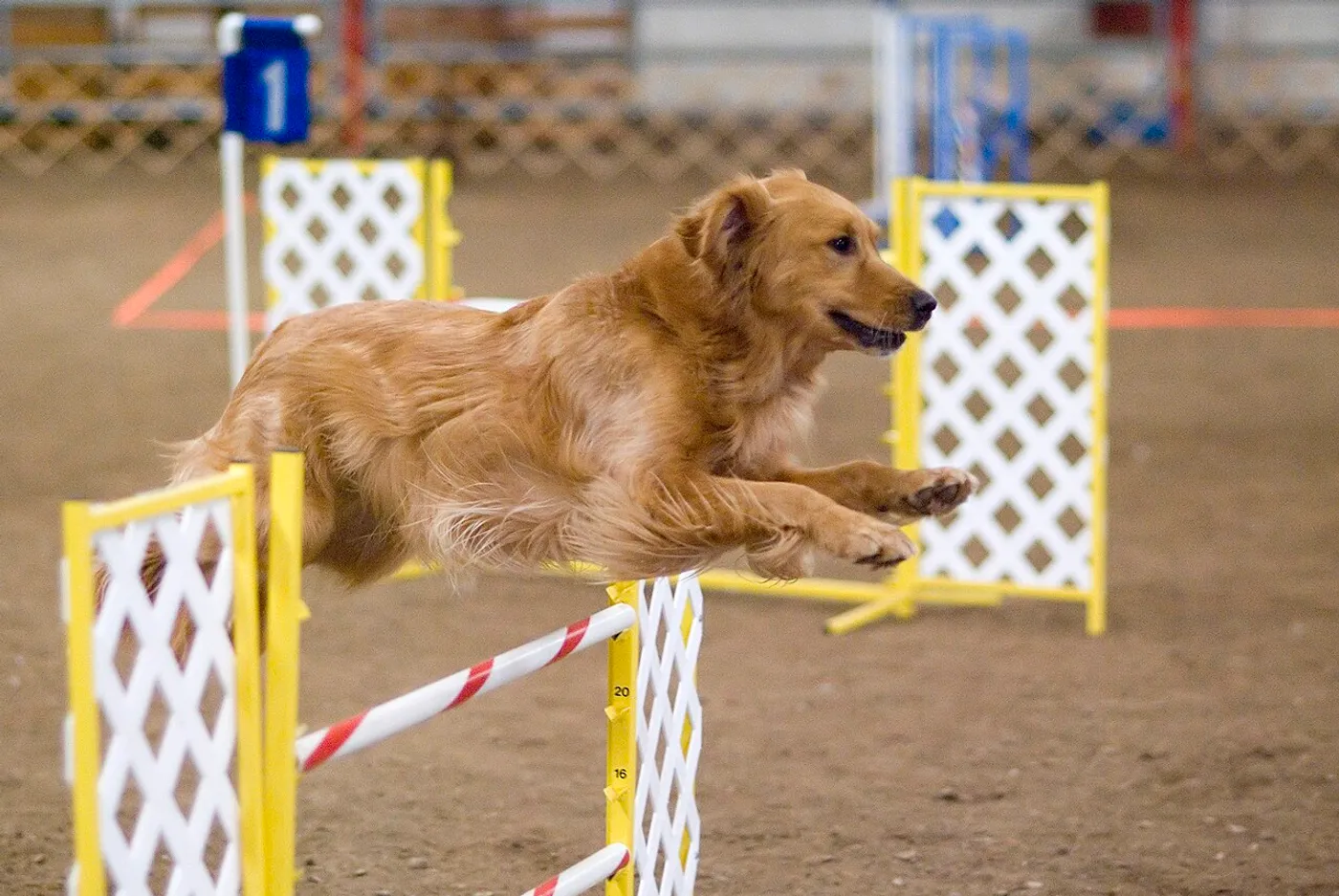 era zaliczyła egzamin agility A1