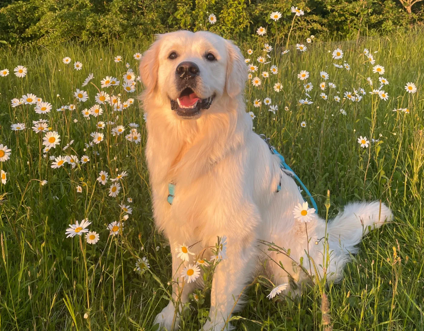 Dalia - Dalia Sunny Meadow