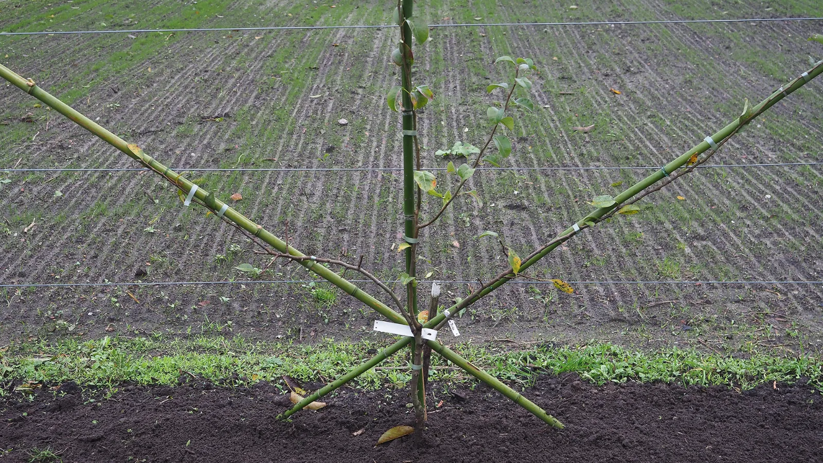 Leibomen verkoop - peren