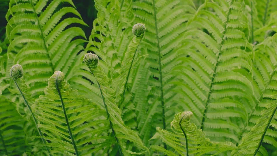 De Proef op de Som - (Verg)eten Groen
