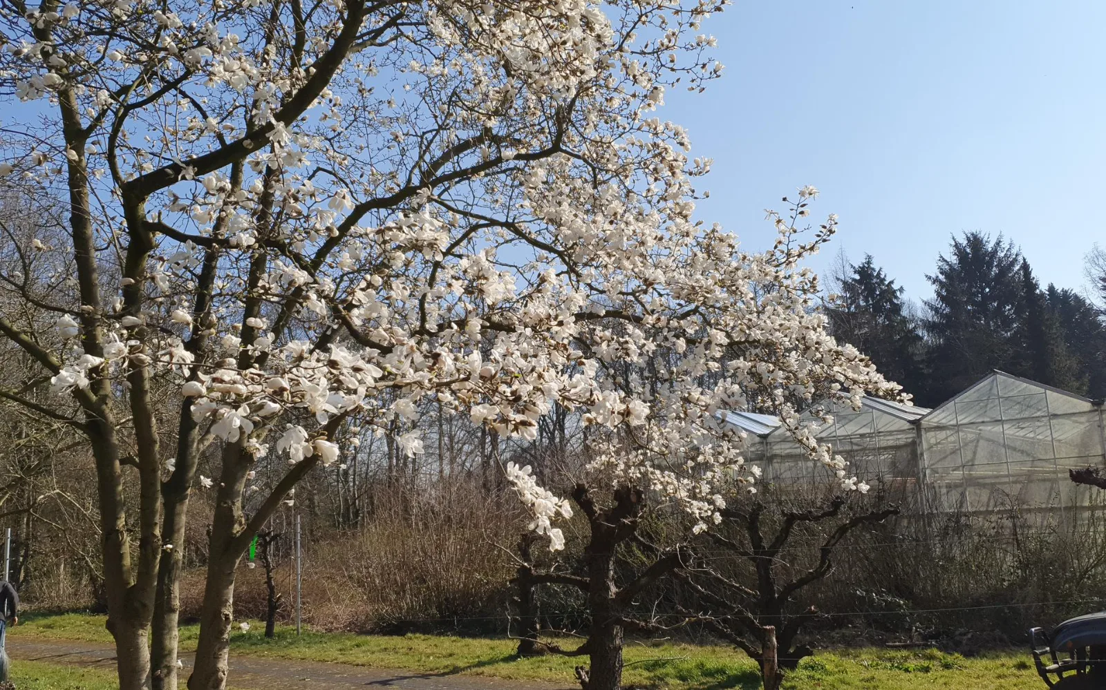 Magnolia route