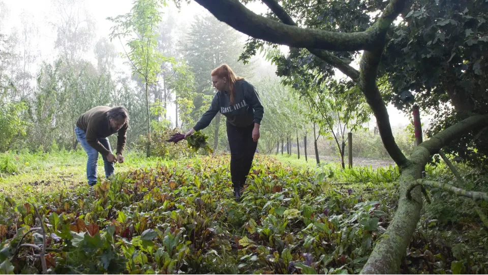 Utopia Eiland, Almere
