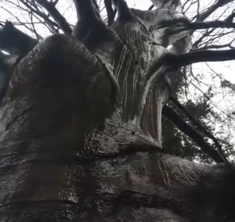  Emilie Gallier - The crying tree