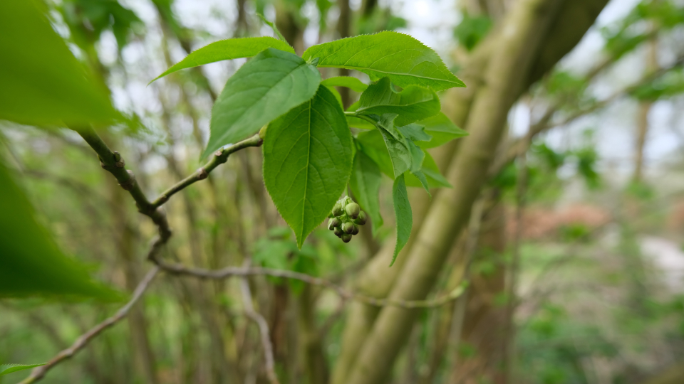 April 2024 - Boom van de maand