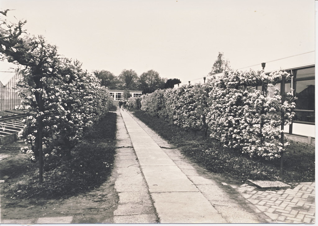 Historische perenleiding hersteld