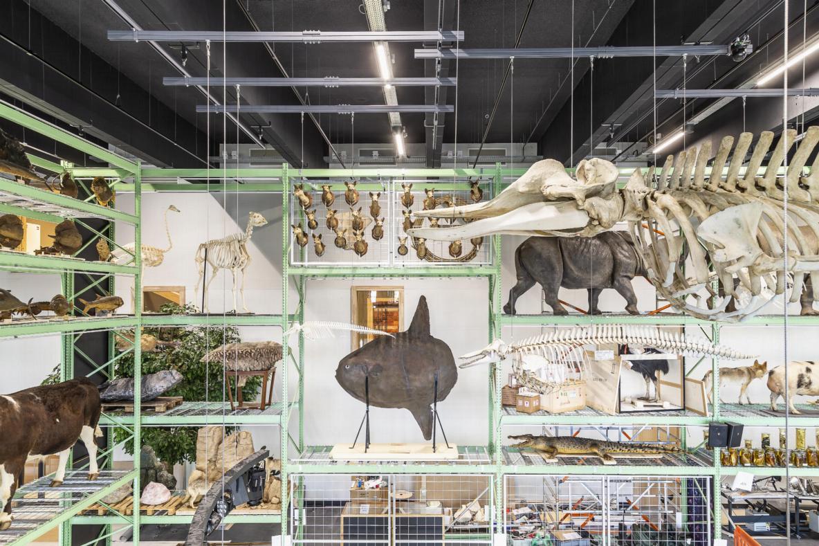 Naturalis, Leiden.