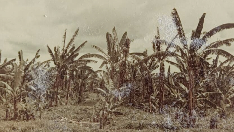 Lammert Petter - Bananenkweker in Ecuador