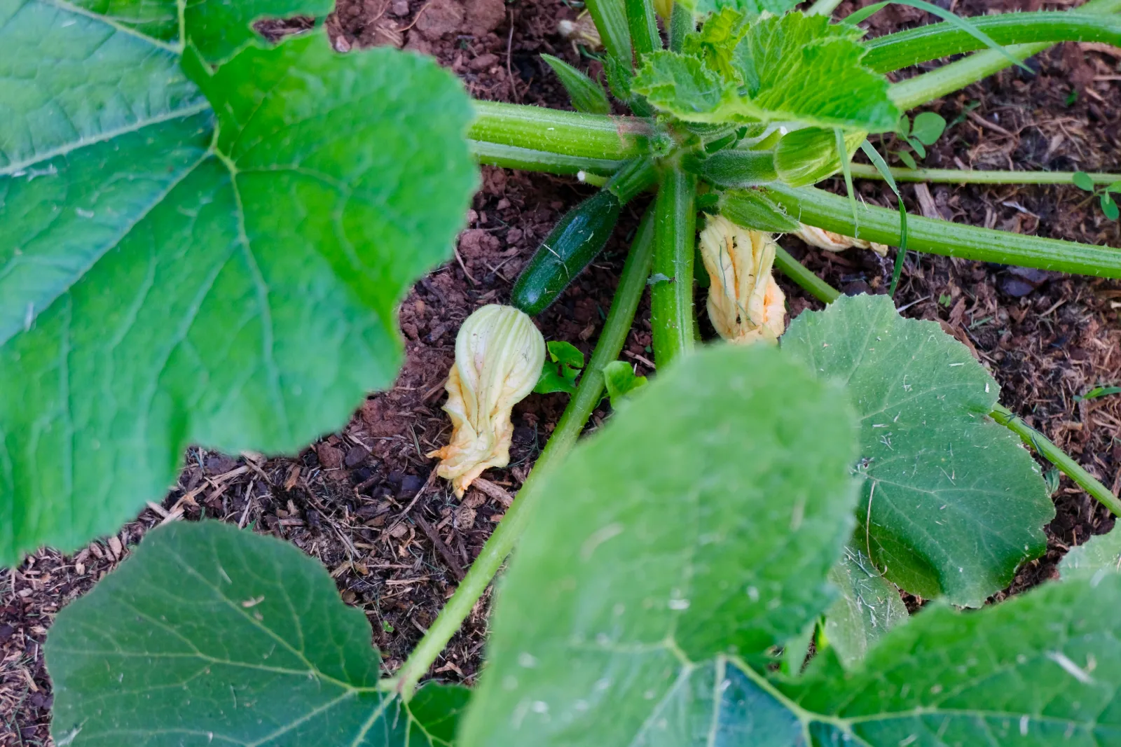 Fermentatiecursus als teamuitje of dagje uit