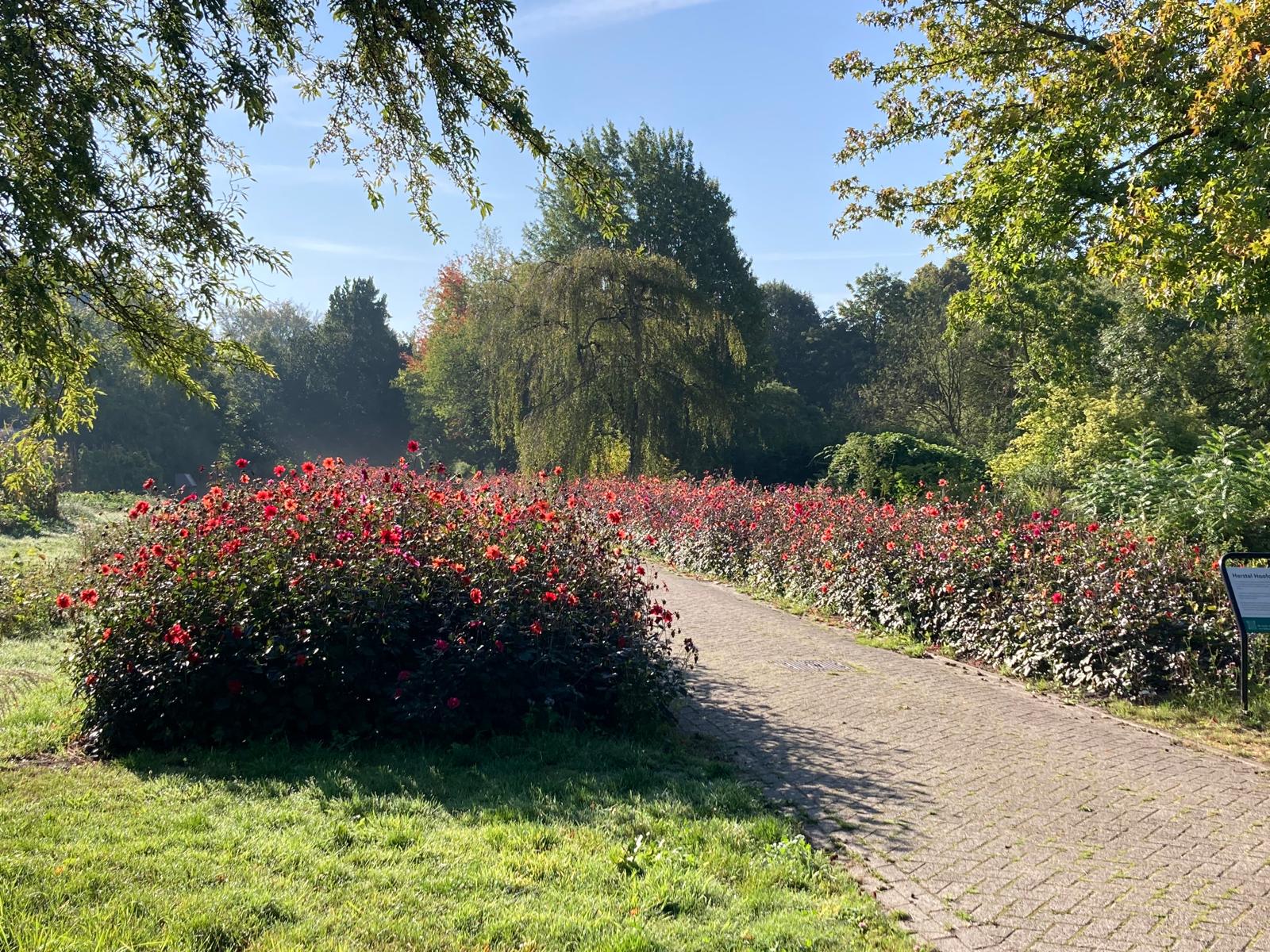 Dahlia's te koop