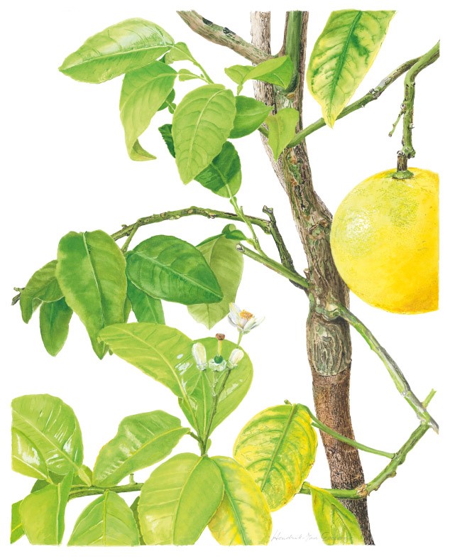 Botanisch tekenen met Hendrik-Jan Geerars