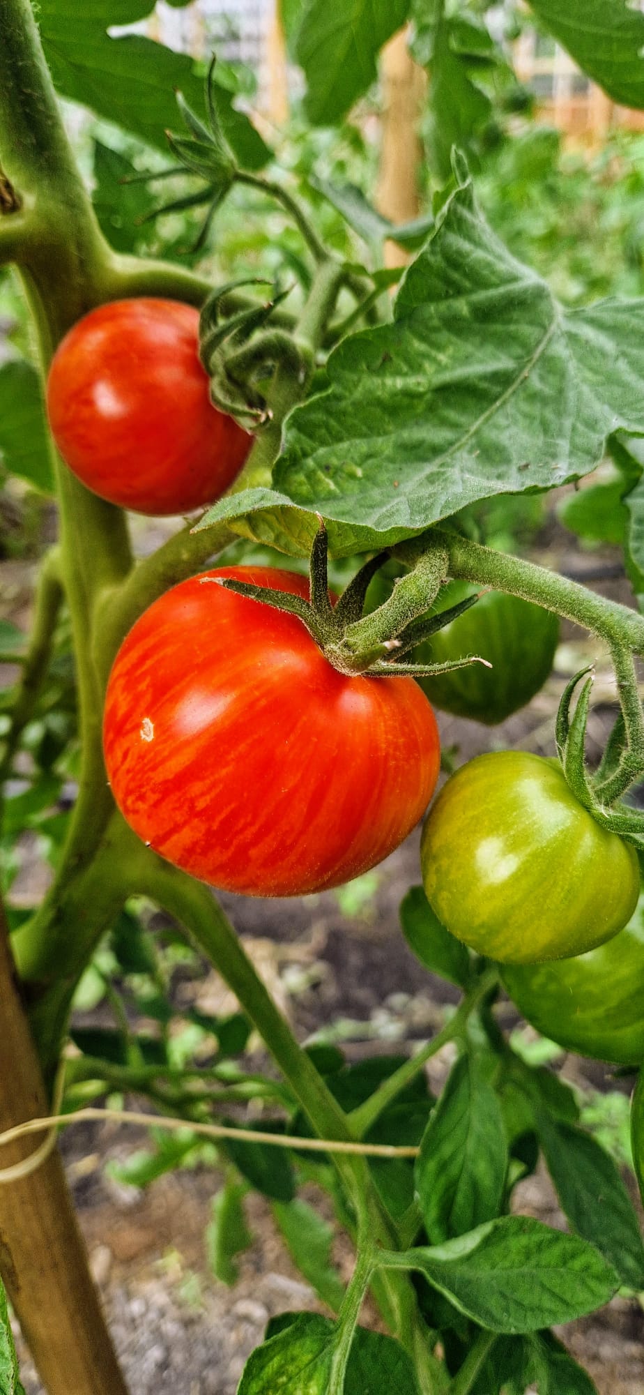 Vouchers - Proeflokaal 25€