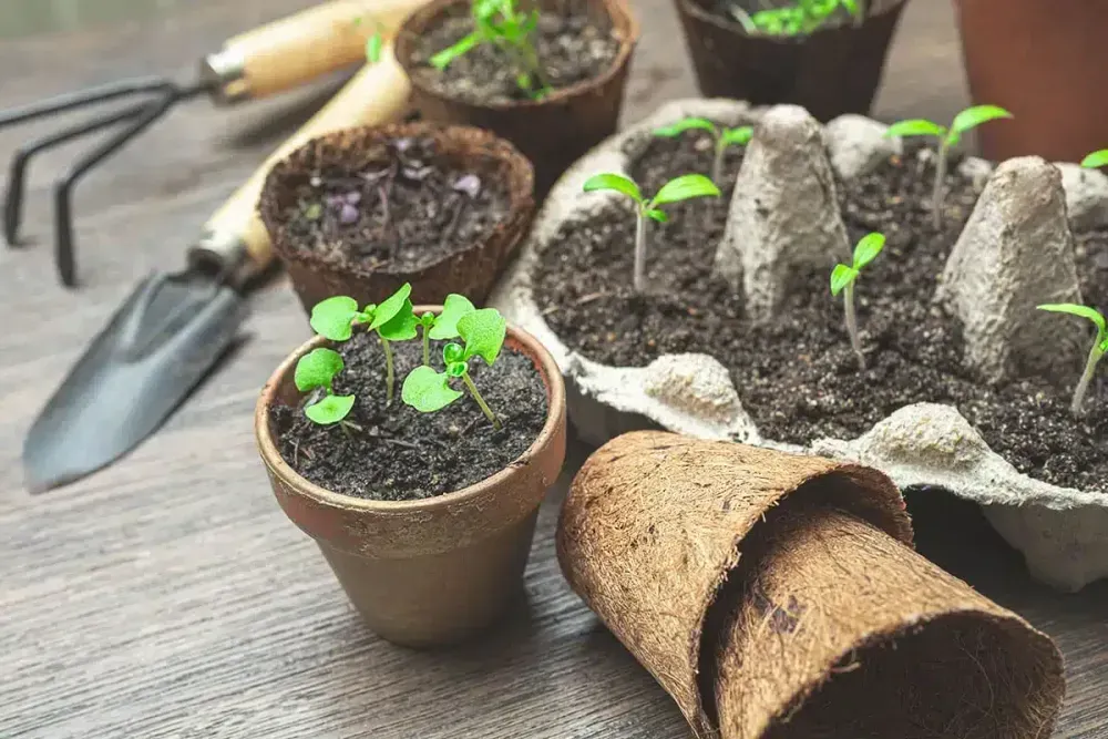 Atelier jardin : Découverte des semis de légumes