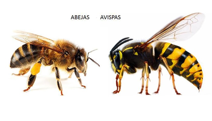 Las abejas y su importancia en el mundo 1