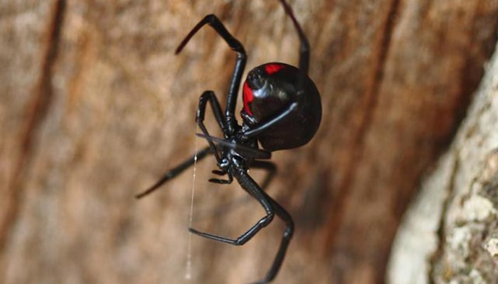 ¿Por qué la araña viuda negra mata al macho después del apareamiento? - 6