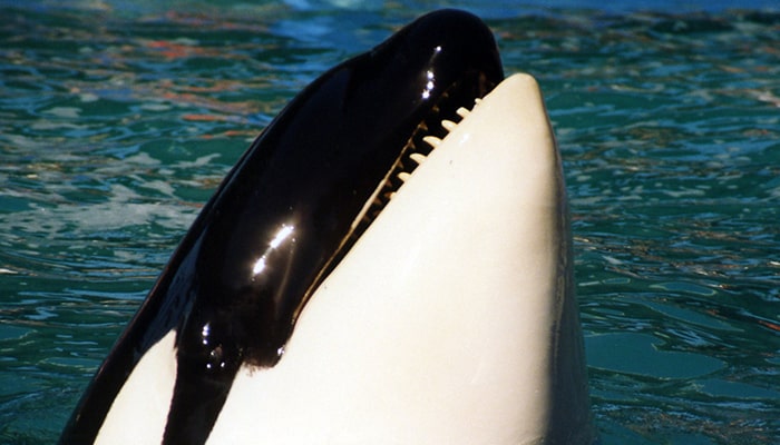 Las Orcas: ballenas asesinas 2