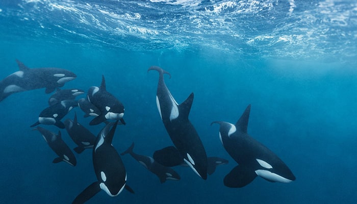 Las Orcas: ballenas asesinas 4