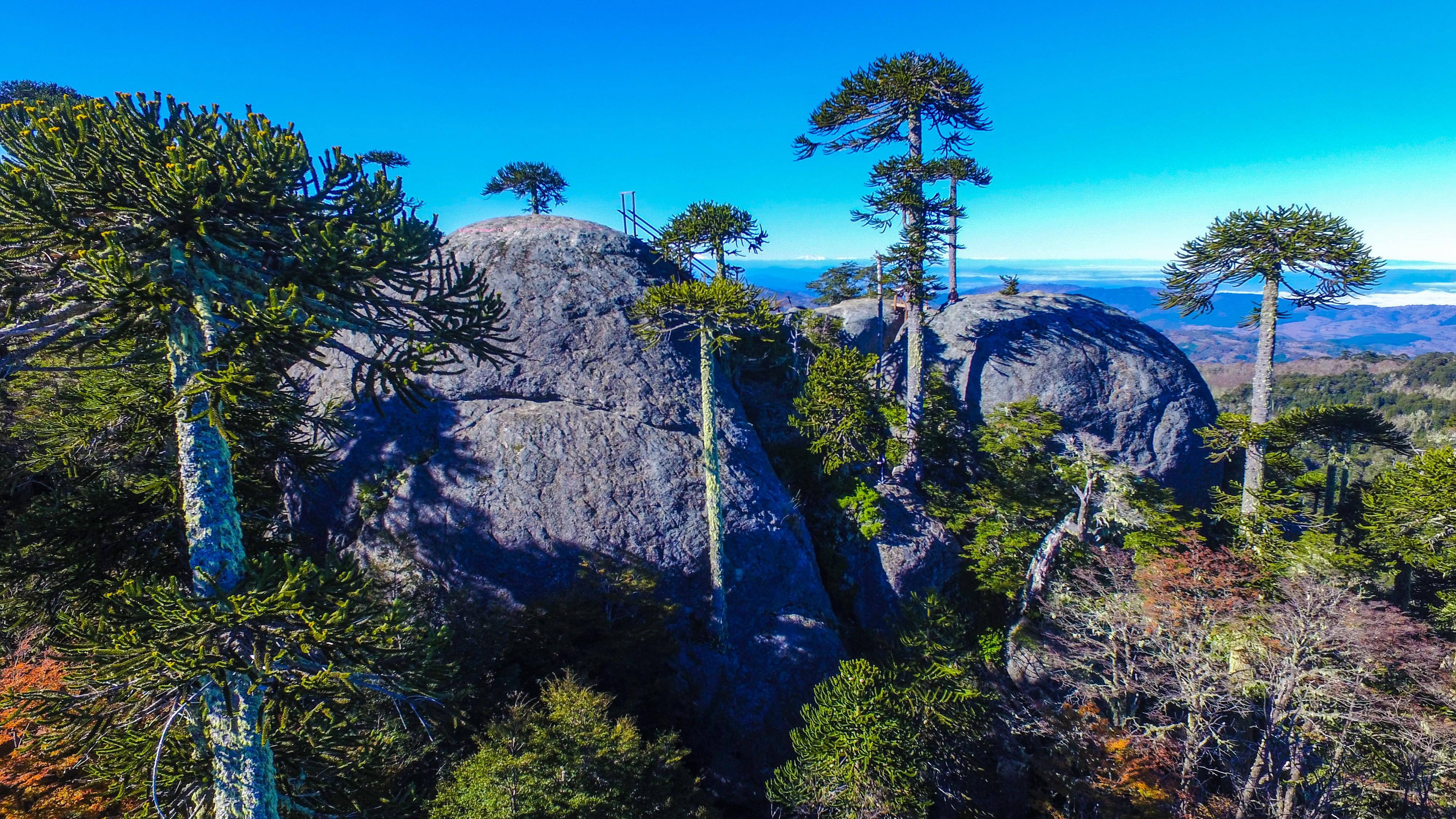 Mirador Pehuenche