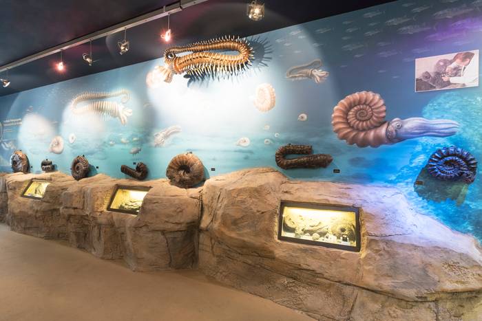 Museo Nautilus