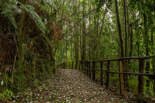 Monumento Natural Contulmo