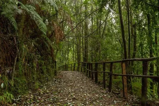 Monumento Natural Contulmo