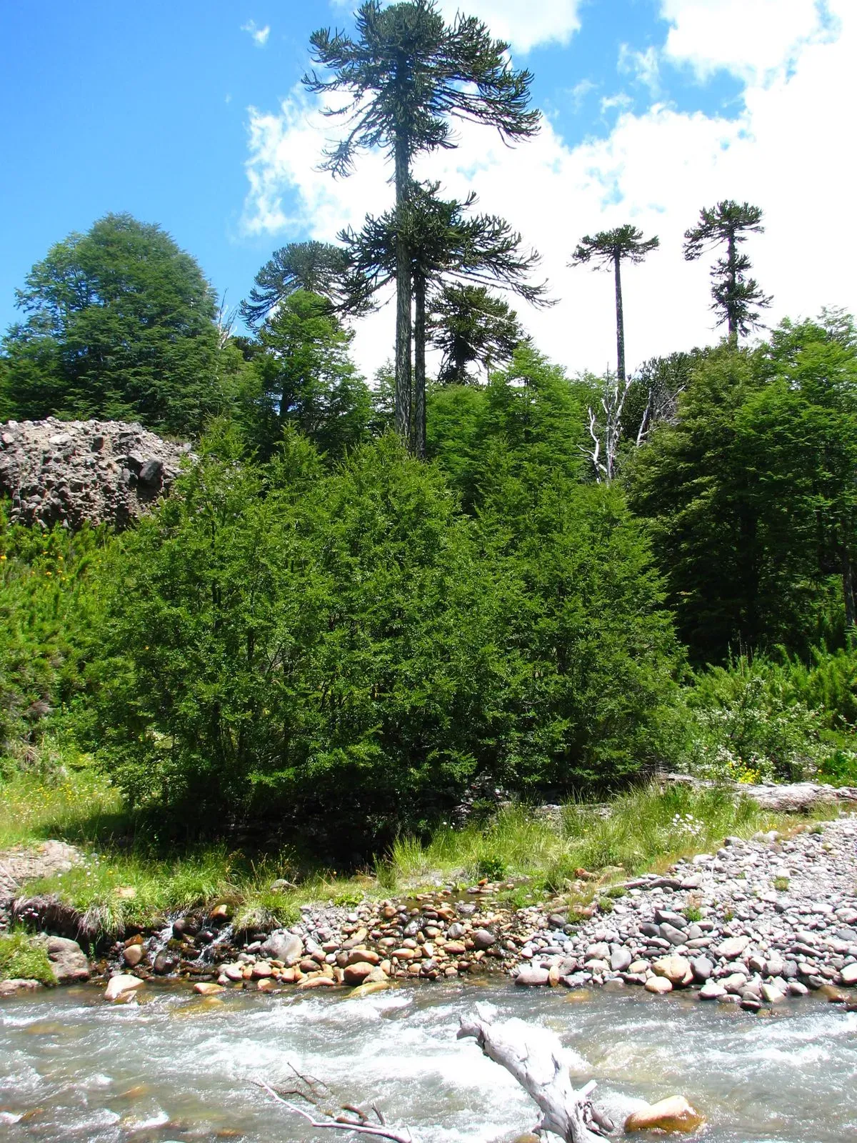 Reserva Nacional Nalcas