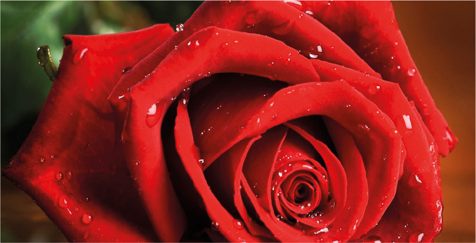Garden Florist