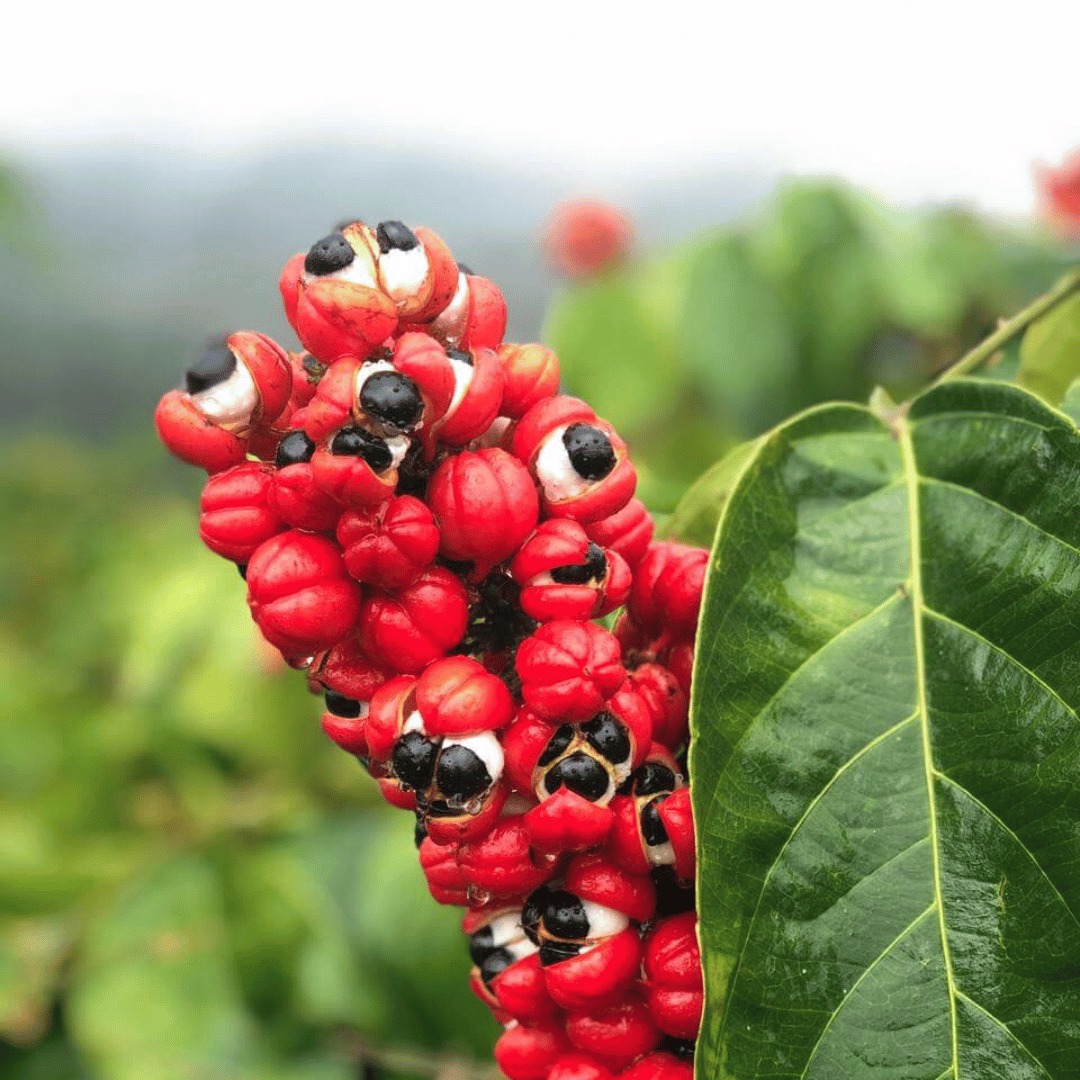 Beneficios de la Guaraná en la Sexualidad