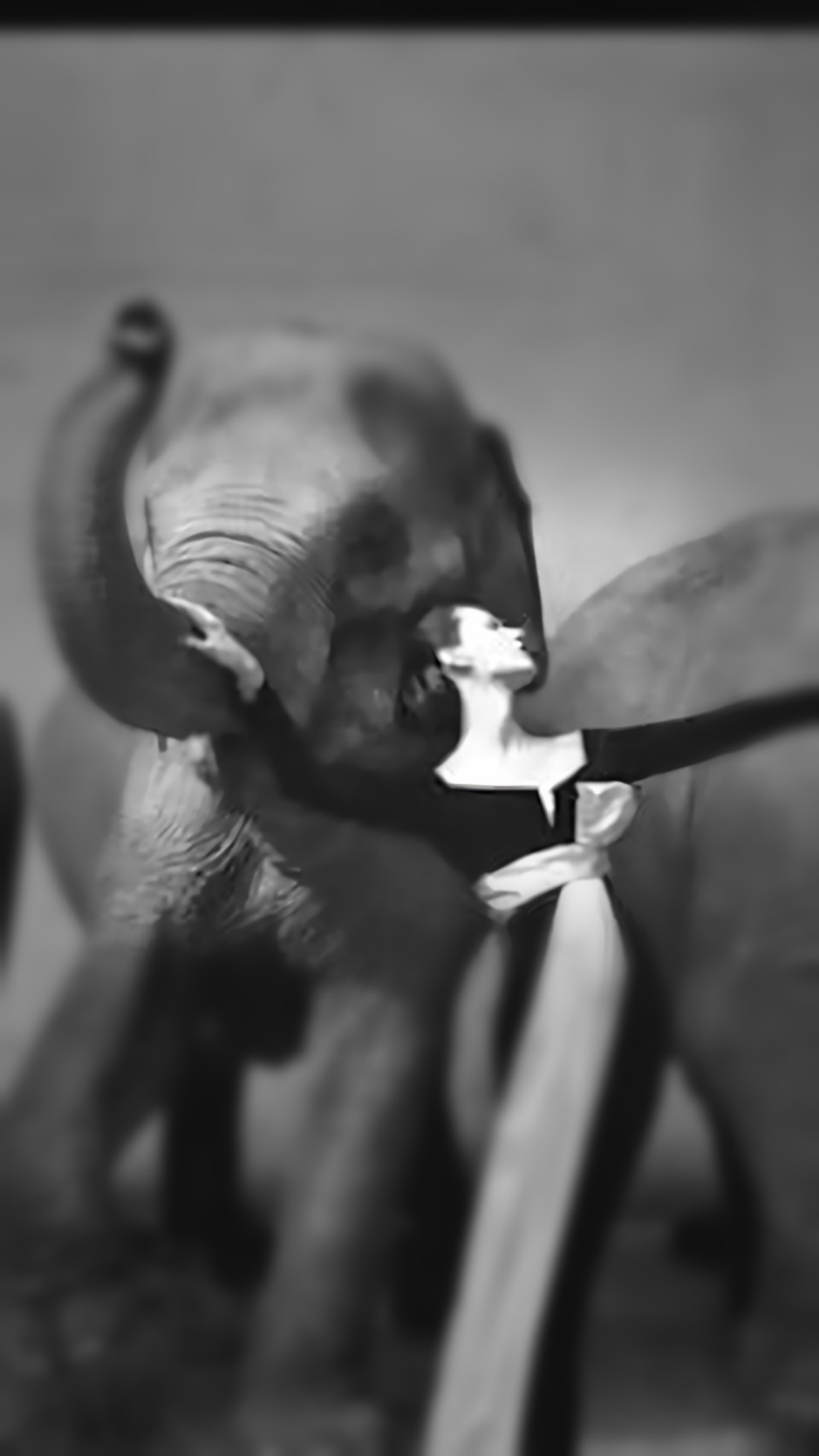 Dovima with Elephants