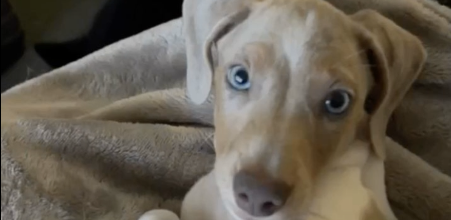 Finley