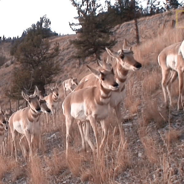 Cover art for Animal Migration