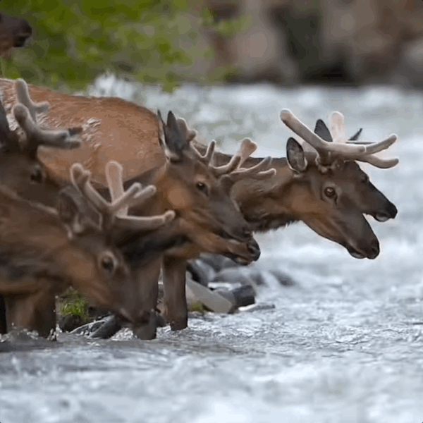 Cover art for Elk in a River