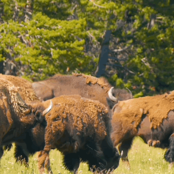 Cover art for Bison of Yellowstone