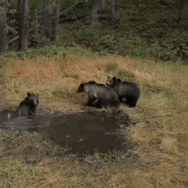 Cover art for Bear Bathtub