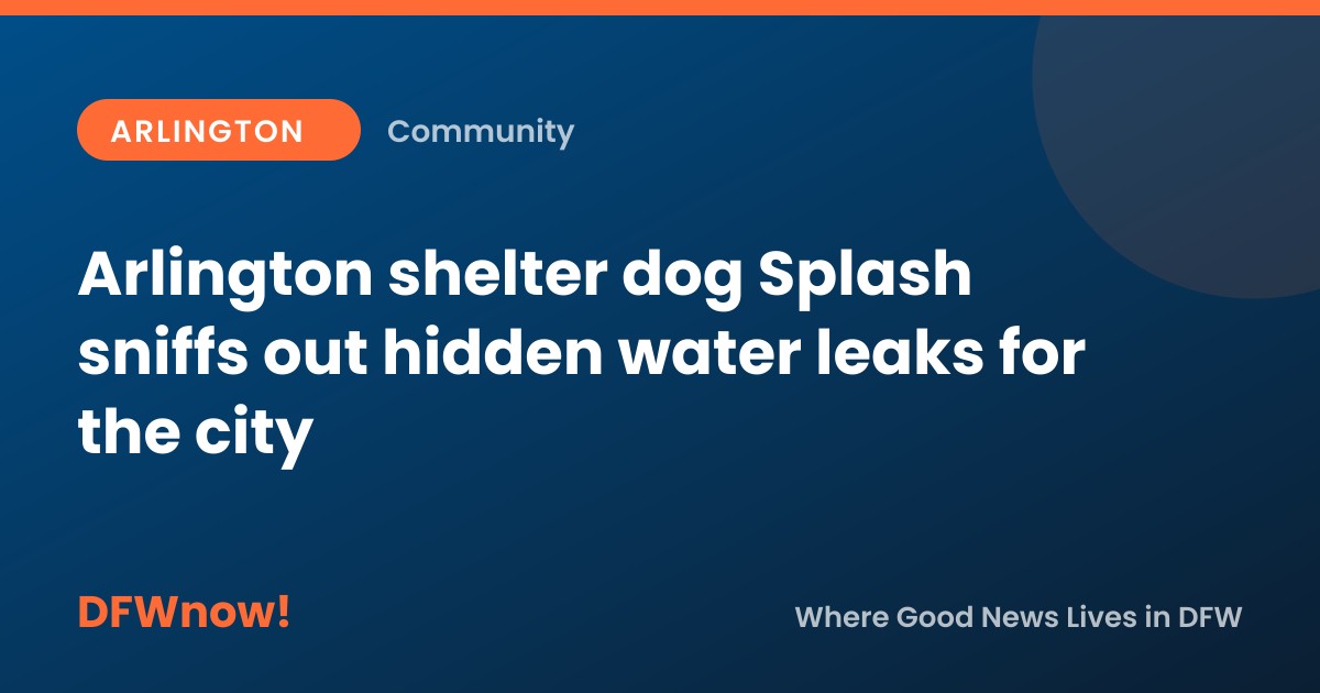 Arlington shelter dog Splash sniffs out hidden water leaks for the city
