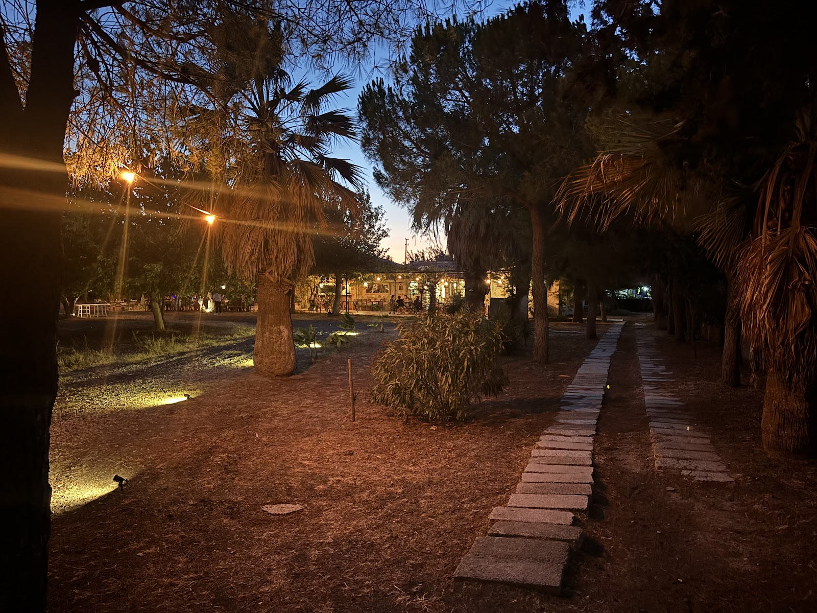 Alaçatı Zeytin Tarla