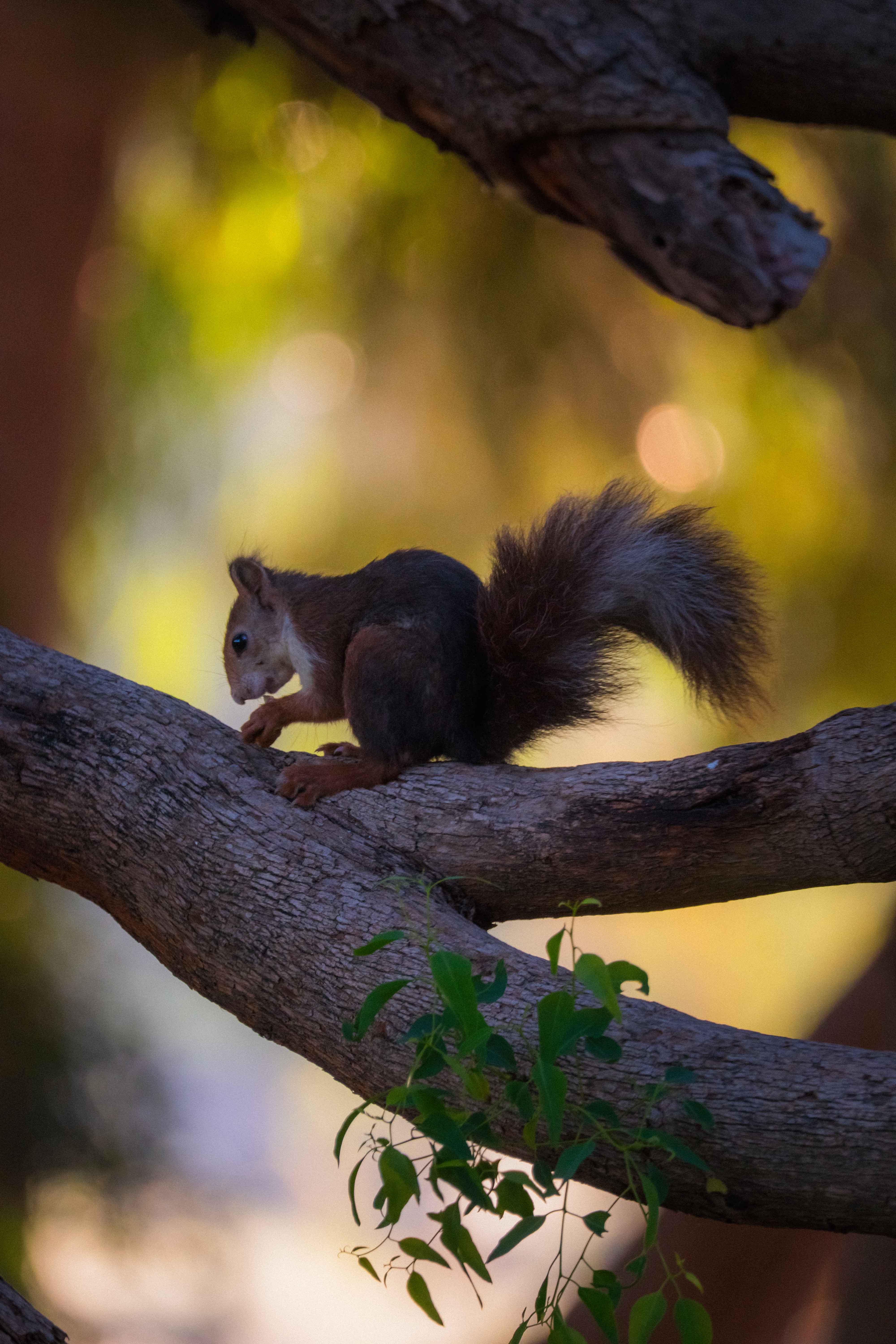 Right decorative image