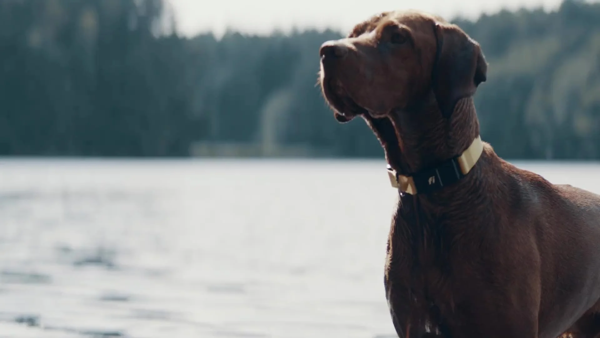 Fi Series 3 GPS Dog Collar