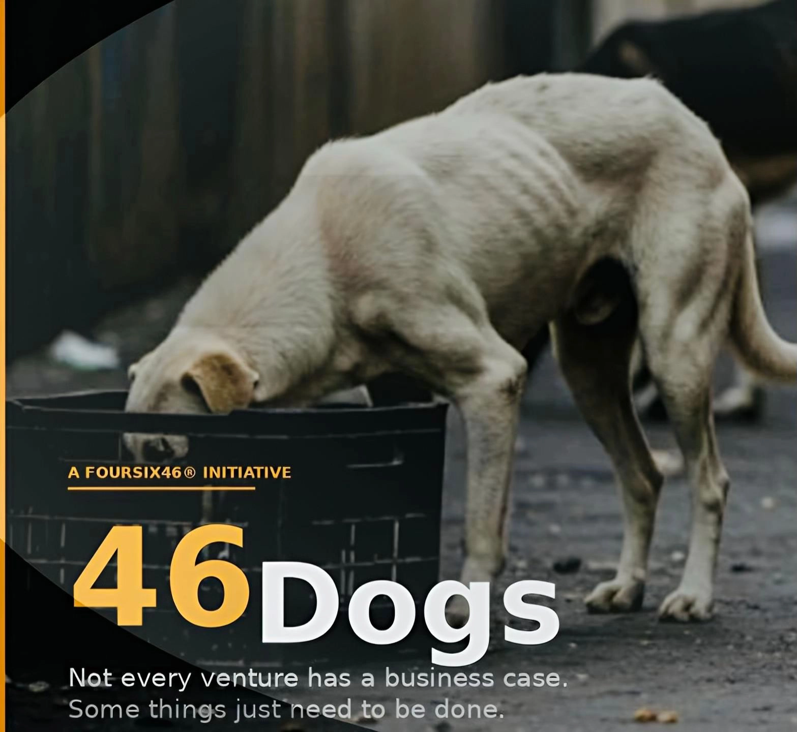 Why 46 Dogs Is the Most Important Thing I'm Building